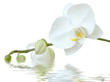 Foto: white orchid white orchid