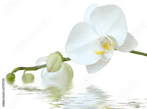 Photo: white orchid white orchid