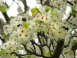 arbre en fleur