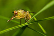 mouche blonde