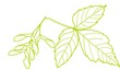 acer negundo; boxelder