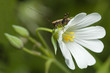 sauterelle sur sa fleur
