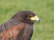 harris hawk