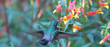 blue hummingbird