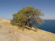almond-tree on aghtamar island