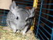 chinchilla