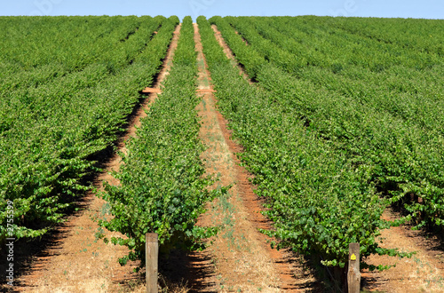 grape vines grape vines