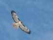 soaring hawk