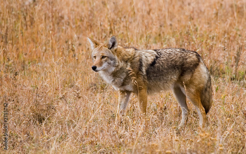 Photo: wary coyote wary coyote