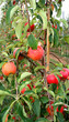 fresh apple