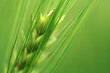 wheat