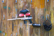 paint ball