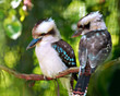 kookaburra birds kookaburra birds