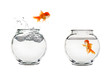 jumping goldfish