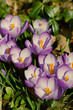 crocuses closeup