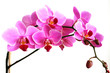 pink orchid