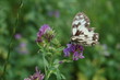 papillon dans la luserne