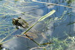grenouille dans le ciel