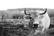 vache nantaise