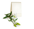 happy special day, my love. flower, calendar