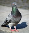 pigeon with shadow pigeon with shadow