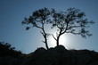 arbre mort