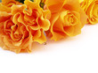 rosen traum