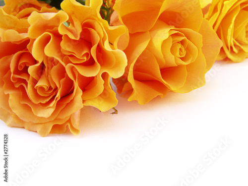 Foto: rosen traum rosen traum