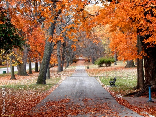 Photo: tower grove autumn tower grove autumn