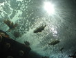 fish underwater