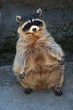 standing racoon