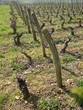 vignoble