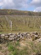vignoble