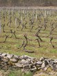 vignoble