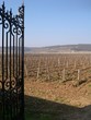 vignoble