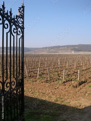 vignoble vignoble