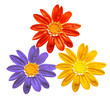 Photo: three sunny flowers three sunny flowers