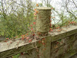 alte mauer