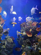 aquarium