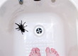 big spider