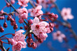 cherry blossom cherry blossom