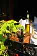 italian cuisine italian cuisine