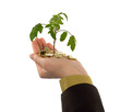 plant in hand and coins