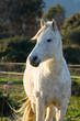 chevaux 061