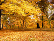 yellow is autumn yellow is autumn