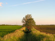 lonely tree