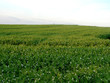 green field