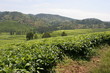 Foto: plantations de thé plantations de thé