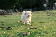 nice dog playing with ball on grass