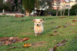 nice white bear dog playing on grass nice white bear dog playing on grass